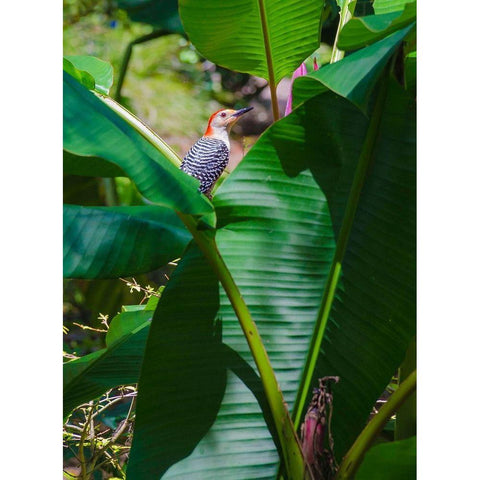 Florida- Woodpecker among Banana Leaves White Modern Wood Framed Art Print by Miller, Anna
