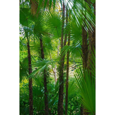 Florida-Tropical Garden Palms White Modern Wood Framed Art Print by Miller, Anna
