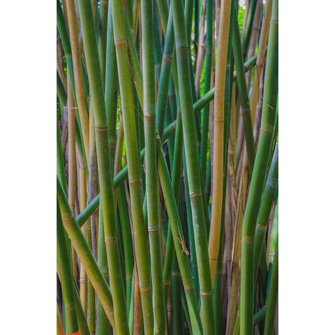 Florida-Bamboo Grove Trunks Black Modern Wood Framed Art Print by Miller, Anna