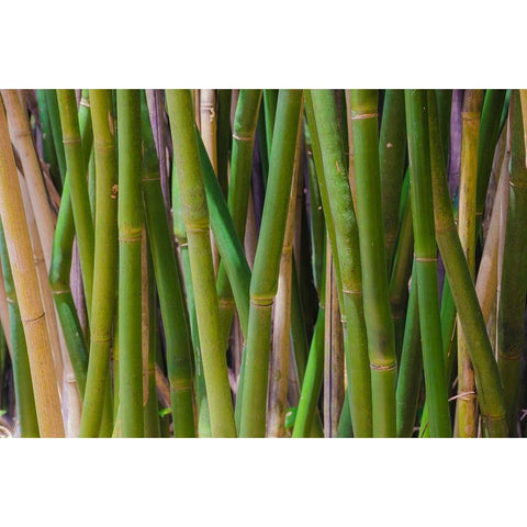 Florida-Bamboo Grove Trunks Black Modern Wood Framed Art Print by Miller, Anna