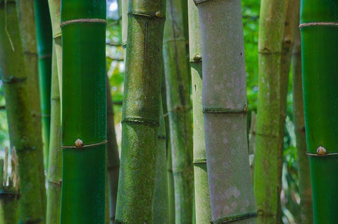 Florida-Bamboo Grove Trunks White Modern Wood Framed Art Print with Double Matting by Miller, Anna