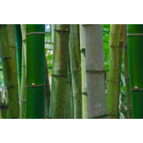 Florida-Bamboo Grove Trunks Black Modern Wood Framed Art Print with Double Matting by Miller, Anna