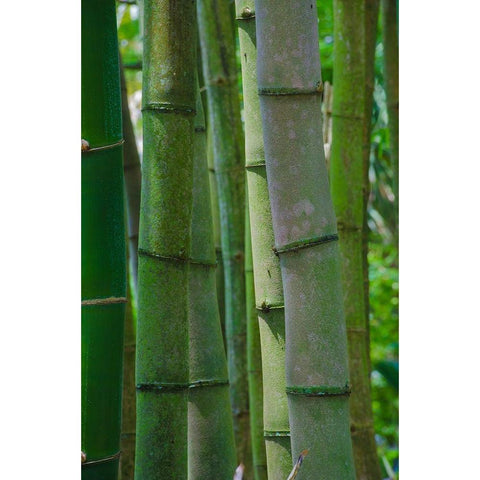 Florida-Bamboo Grove Trunks Gold Ornate Wood Framed Art Print with Double Matting by Miller, Anna