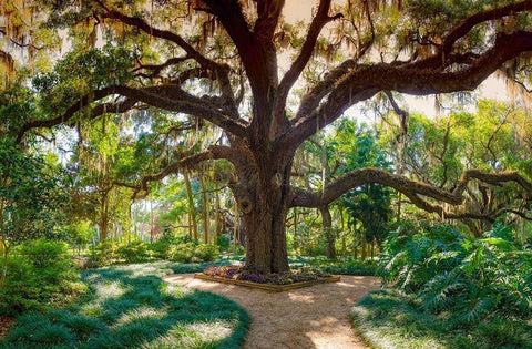 Florida Botanical Gardens-Washington Oaks State Park Black Ornate Wood Framed Art Print with Double Matting by Miller, Anna