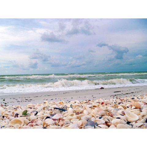 Bounty of Shells on Beaches of Sanibel Island-Florida-USA Black Modern Wood Framed Art Print by Miller, Anna