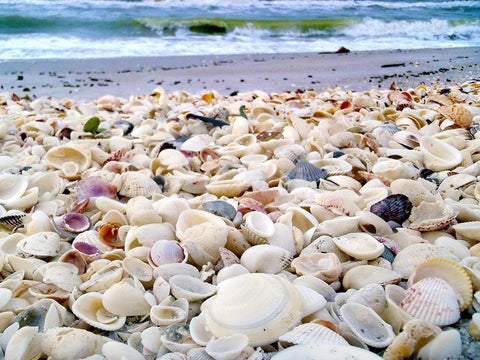 Bounty of Shells on Beaches of Sanibel Island-Florida-USA White Modern Wood Framed Art Print with Double Matting by Miller, Anna