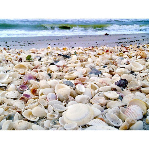 Bounty of Shells on Beaches of Sanibel Island-Florida-USA Black Modern Wood Framed Art Print by Miller, Anna