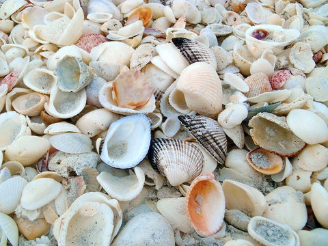 Bounty of Shells on Beaches of Sanibel Island-Florida-USA White Modern Wood Framed Art Print with Double Matting by Miller, Anna