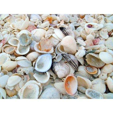 Bounty of Shells on Beaches of Sanibel Island-Florida-USA Black Modern Wood Framed Art Print with Double Matting by Miller, Anna
