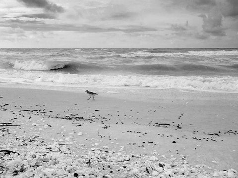 Black and white Beach-Sanibel Island-Florida-USA White Modern Wood Framed Art Print with Double Matting by Miller, Anna