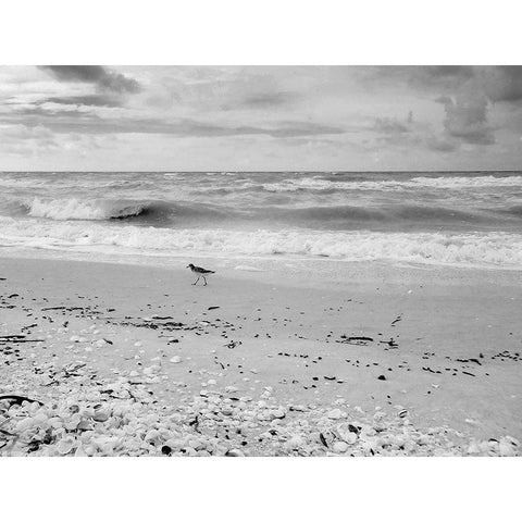 Black and white Beach-Sanibel Island-Florida-USA Black Modern Wood Framed Art Print with Double Matting by Miller, Anna