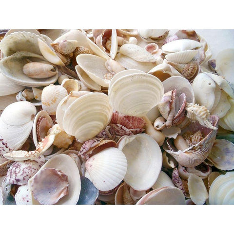 Shells Gathered on Beaches of Sanibel Island-Florida-USA White Modern Wood Framed Art Print by Miller, Anna
