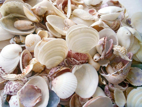 Shells Gathered on Beaches of Sanibel Island-Florida-USA White Modern Wood Framed Art Print with Double Matting by Miller, Anna