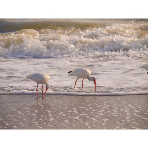 Birds Wading in the Surf on Sanibel Island Beach-Florida-USA Black Modern Wood Framed Art Print with Double Matting by Miller, Anna