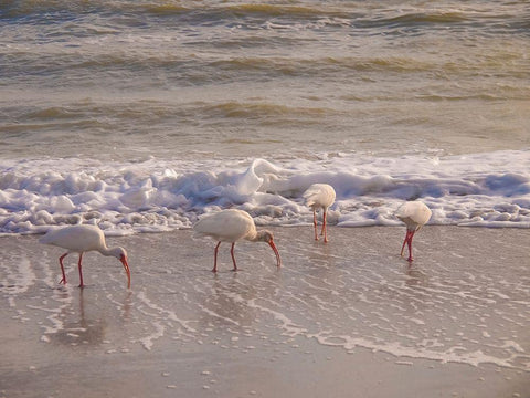 Birds Wading in the Surf on Sanibel Island Beach-Florida-USA White Modern Wood Framed Art Print with Double Matting by Miller, Anna