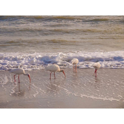 Birds Wading in the Surf on Sanibel Island Beach-Florida-USA Gold Ornate Wood Framed Art Print with Double Matting by Miller, Anna