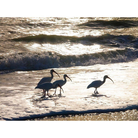 Birds Wading in the Surf on Sanibel Island Beach-Florida-USA Black Modern Wood Framed Art Print with Double Matting by Miller, Anna