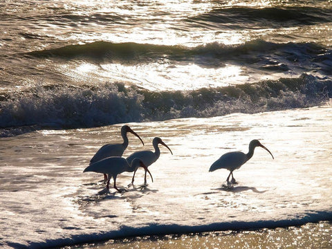 Birds Wading in the Surf on Sanibel Island Beach-Florida-USA White Modern Wood Framed Art Print with Double Matting by Miller, Anna