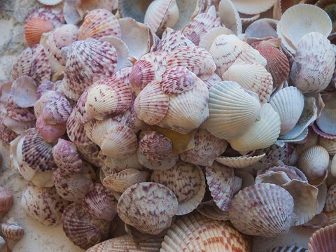 Shells Gathered on Beaches of Sanibel Island-Florida-USA White Modern Wood Framed Art Print with Double Matting by Miller, Anna