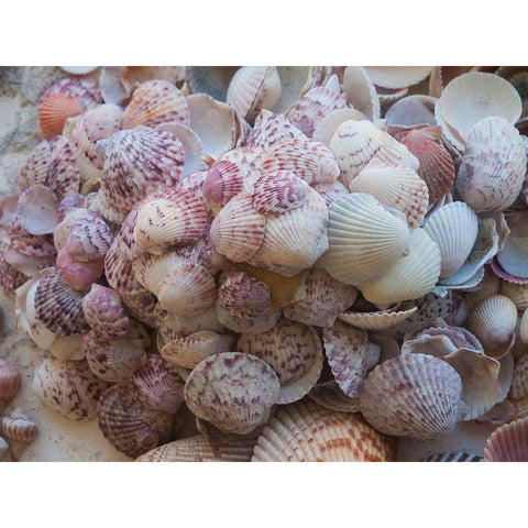 Shells Gathered on Beaches of Sanibel Island-Florida-USA Black Modern Wood Framed Art Print by Miller, Anna