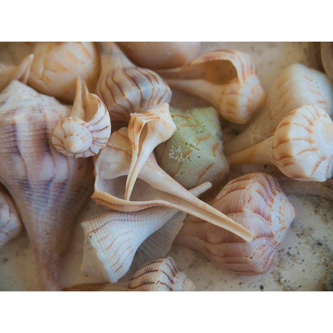 Shells Gathered on Beaches of Sanibel Island-Florida-USA Black Modern Wood Framed Art Print by Miller, Anna