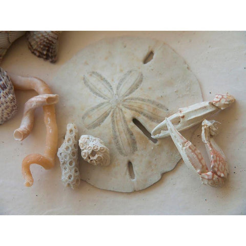 Shells Gathered on Beaches of Sanibel Island-Florida-USA Black Modern Wood Framed Art Print by Miller, Anna
