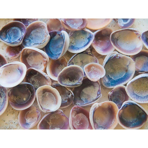 Shells Gathered on Beaches of Sanibel Island-Florida-USA Black Modern Wood Framed Art Print by Miller, Anna