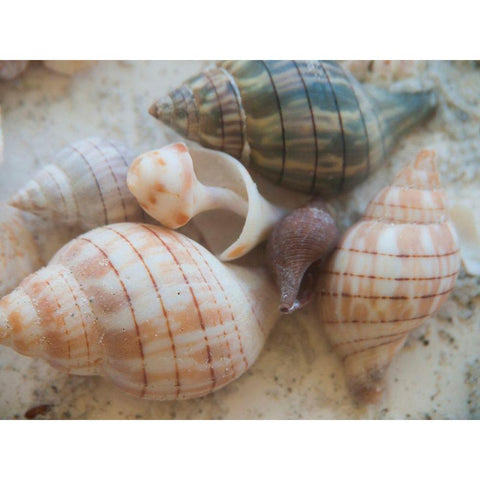 Shells Gathered on Beaches of Sanibel Island-Florida-USA White Modern Wood Framed Art Print by Miller, Anna