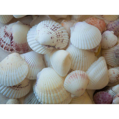 Shells Gathered on Beaches of Sanibel Island-Florida-USA White Modern Wood Framed Art Print by Miller, Anna