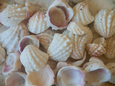 Shells Gathered on Beaches of Sanibel Island-Florida-USA White Modern Wood Framed Art Print with Double Matting by Miller, Anna