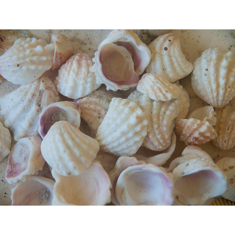 Shells Gathered on Beaches of Sanibel Island-Florida-USA Black Modern Wood Framed Art Print by Miller, Anna