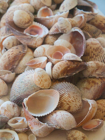 Shells Gathered on Beaches of Sanibel Island-Florida-USA White Modern Wood Framed Art Print with Double Matting by Miller, Anna