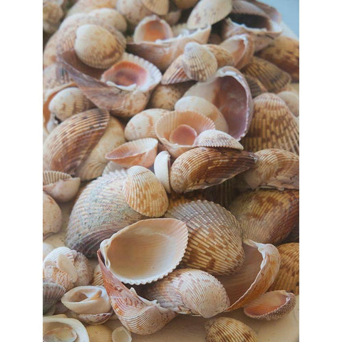 Shells Gathered on Beaches of Sanibel Island-Florida-USA Black Modern Wood Framed Art Print by Miller, Anna