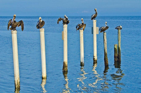 Florida-Cedar Key-Brown Pelicans Perched on Post White Modern Wood Framed Art Print with Double Matting by Friel, Bernard