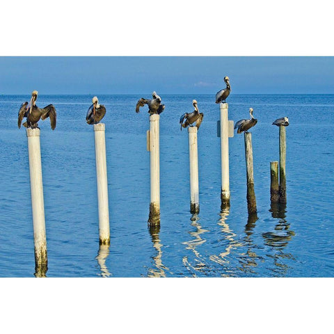 Florida-Cedar Key-Brown Pelicans Perched on Post Black Modern Wood Framed Art Print with Double Matting by Friel, Bernard