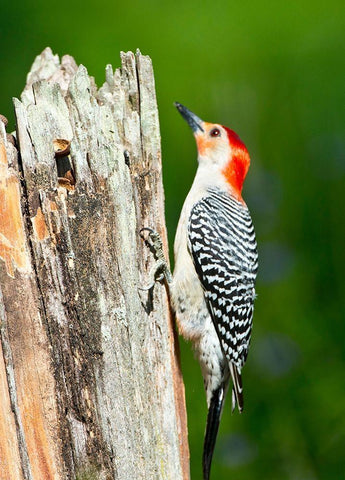 Florida-Immokalee-Midney Home-Red-bellied Woodpecker Feeding on Stump Black Ornate Wood Framed Art Print with Double Matting by Friel, Bernard