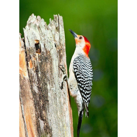 Florida-Immokalee-Midney Home-Red-bellied Woodpecker Feeding on Stump Black Modern Wood Framed Art Print by Friel, Bernard