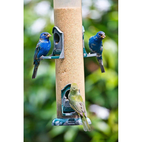 Florida-Immokalee-Midney Home-Indigo Bunting and female Painted Bunting on millet feeder Black Modern Wood Framed Art Print with Double Matting by Friel, Bernard