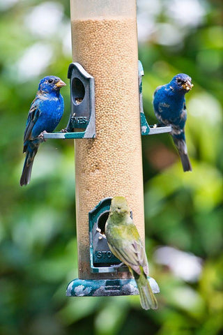 Florida-Immokalee-Midney Home-Indigo Bunting and female Painted Bunting on millet feeder White Modern Wood Framed Art Print with Double Matting by Friel, Bernard