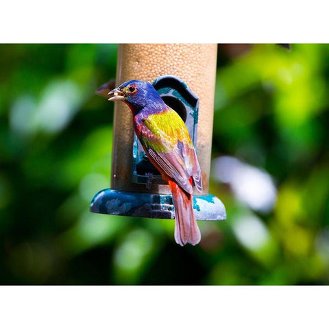 Florida-Immokalee-Midney Home-Painted Bunting Black Modern Wood Framed Art Print by Friel, Bernard