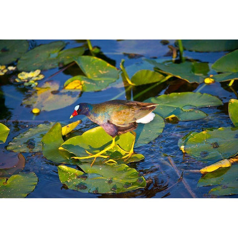 Florida-Sarasota-Celery Fields-Purple Gallinule White Modern Wood Framed Art Print by Friel, Bernard
