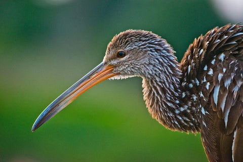 Florida-Sarasota-Celery Fields-Limpkin-on Boardwalk Railing White Modern Wood Framed Art Print with Double Matting by Friel, Bernard