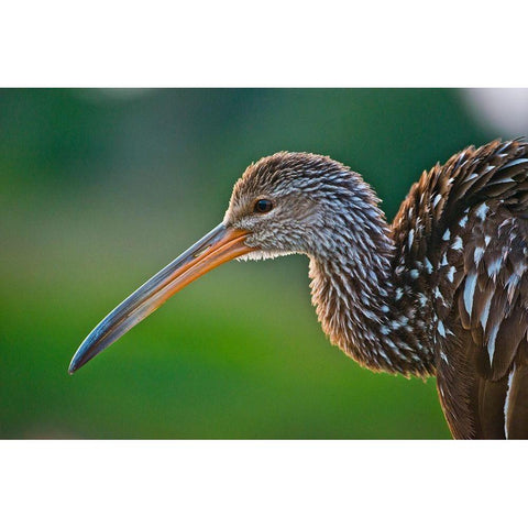 Florida-Sarasota-Celery Fields-Limpkin-on Boardwalk Railing Gold Ornate Wood Framed Art Print with Double Matting by Friel, Bernard