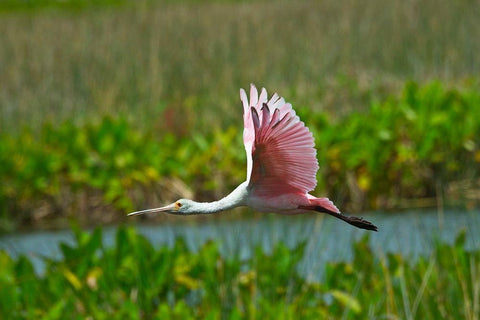 Florida-Sarasota-Celery Fields-Roseate Spoonbill-Flying Black Ornate Wood Framed Art Print with Double Matting by Friel, Bernard
