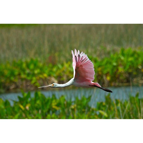 Florida-Sarasota-Celery Fields-Roseate Spoonbill-Flying Black Modern Wood Framed Art Print by Friel, Bernard