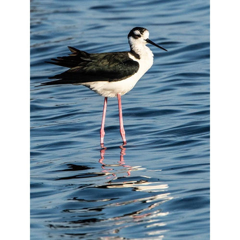 USA-Florida-Sarasota-Myakka River State Park-Black-necked Stilt Black Modern Wood Framed Art Print by Friel, Bernard