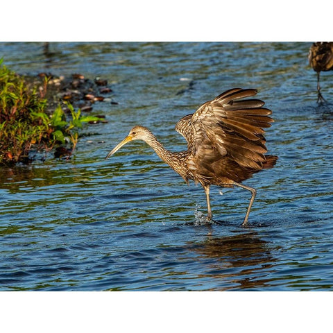USA-Florida-Sarasota-Myakka River State Park-Wading Bird-Feeding-Limpkin Black Modern Wood Framed Art Print by Friel, Bernard
