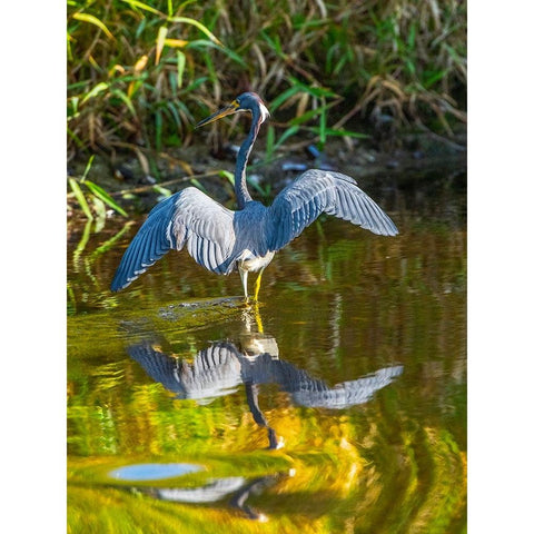 USA-Florida-Sarasota-Myakka River State Park-Tricolored Heron Black Modern Wood Framed Art Print by Friel, Bernard