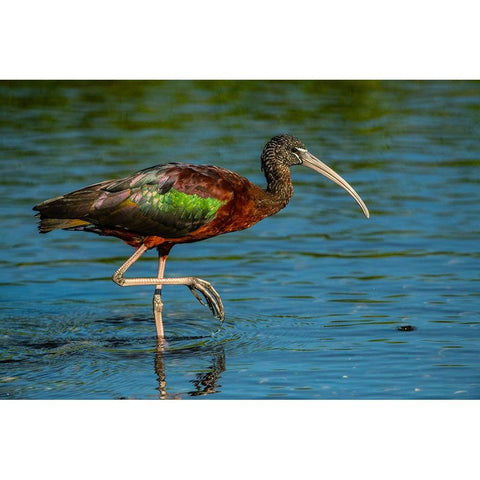 USA-Florida-Sarasota-Myakka River State Park-Glossy Ibis Gold Ornate Wood Framed Art Print with Double Matting by Friel, Bernard