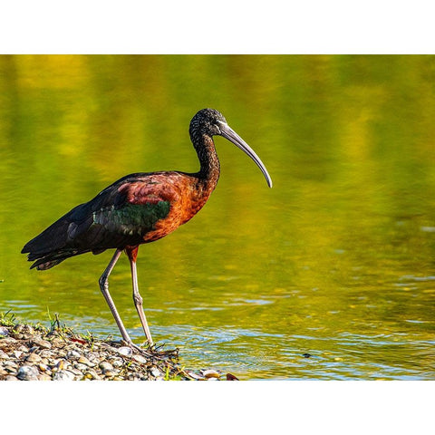 USA-Florida-Sarasota-Myakka River State Park-Glossy Ibis White Modern Wood Framed Art Print by Friel, Bernard